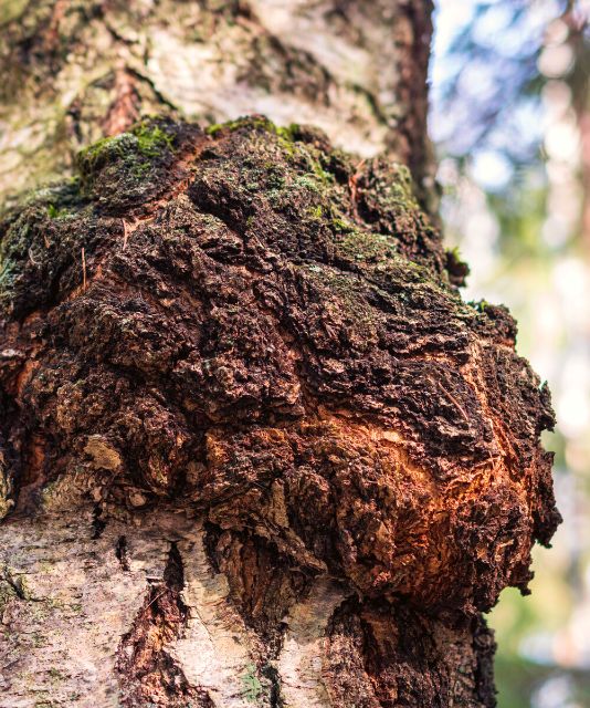 CHAGA MUSHROOM TEA