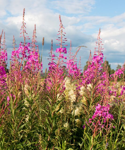 Fireweed tea