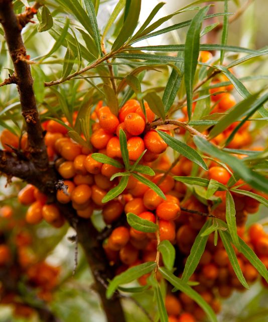 Sea buckthorn tea