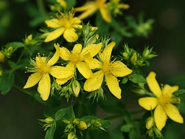 St John’s wort